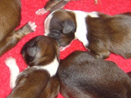 Vrh K, šteniatka Lhasa Apso, Lhasa Apso