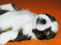 Vrh K, šteniatka Lhasa Apso, Lhasa Apso