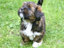 Vrh K, šteniatka Lhasa Apso, Lhasa Apso