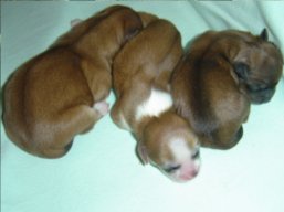 Vrh L, šteniatka Lhasa Apso, Lhasa Apso