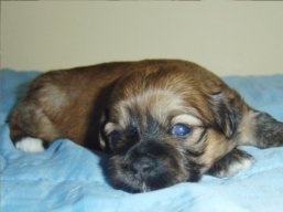 Vrh L, šteniatka Lhasa Apso, Lhasa Apso