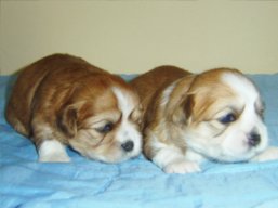 Vrh L, šteniatka Lhasa Apso, Lhasa Apso