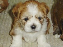 Vrh L, šteniatka Lhasa Apso, Lhasa Apso