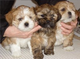Vrh L, šteniatka Lhasa Apso, Lhasa Apso