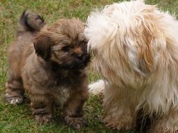 Vrh L, šteniatka Lhasa Apso, Lhasa Apso