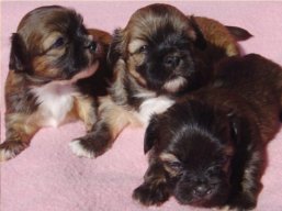 Vrh M, šteniatka Lhasa Apso, Lhasa Apso