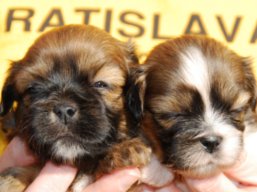 Vrh M, šteniatka Lhasa Apso, Lhasa Apso