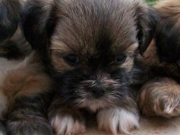 Vrh M, šteniatka Lhasa Apso, Lhasa Apso