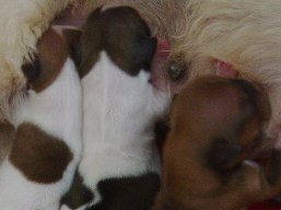 Vrh N, šteniatka Lhasa Apso, Lhasa Apso