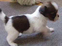 Vrh N, šteniatka Lhasa Apso, Lhasa Apso