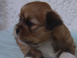 Vrh N, šteniatka Lhasa Apso, Lhasa Apso