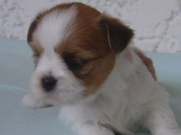 Vrh N, šteniatka Lhasa Apso, Lhasa Apso