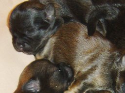 Vrh O, šteniatka Lhasa Apso, Lhasa Apso