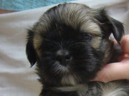 Vrh O, šteniatka Lhasa Apso, Lhasa Apso