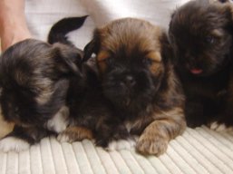 Vrh O, šteniatka Lhasa Apso, Lhasa Apso