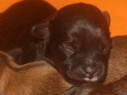 Vrh P, šteniatka Lhasa Apso, Lhasa Apso