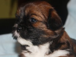 Vrh P, šteniatko Lhasa Apso, Lhasa Apso