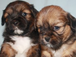 Vrh P, šteniatka Lhasa Apso, Lhasa Apso