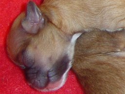 Vrh Q, šteniatka Lhasa Apso, Lhasa Apso