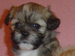 Vrh Q, šteniatka Lhasa Apso, Lhasa Apso