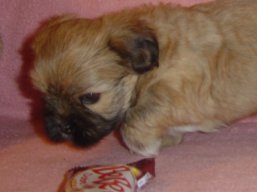 Vrh Q, šteniatka Lhasa Apso, Lhasa Apso