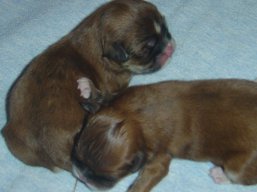 Vrh R, šteniatka Lhasa Apso, Lhasa Apso