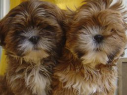 Vrh R, šteniatka Lhasa Apso, Lhasa Apso