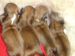 Vrh S, šteniatka Lhasa Apso, Lhasa Apso