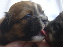 Vrh S, šteniatka Lhasa Apso, Lhasa Apso