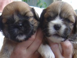 Vrh S, šteniatka Lhasa Apso, Lhasa Apso