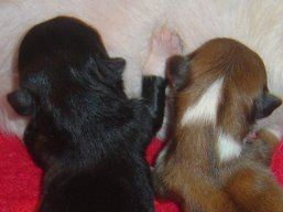 Vrh T, šteniatka Lhasa Apso, Lhasa Apso