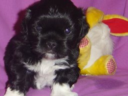 Vrh T, šteniatko Lhasa Apso, Lhasa Apso