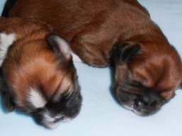 Vrh U, šteniatka Lhasa Apso, Lhasa Apso