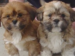 Vrh U, šteniatka Lhasa Apso, Lhasa Apso