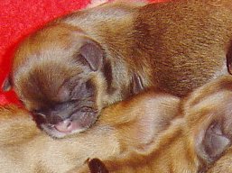 Vrh V, šteniatka Lhasa Apso, Lhasa Apso