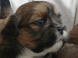 Vrh V, šteniatka Lhasa Apso, Lhasa Apso