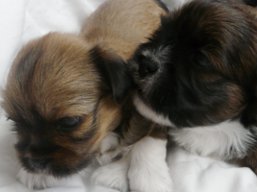 Vrh V, šteniatka Lhasa Apso, Lhasa Apso