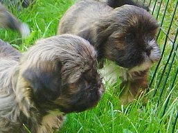 Vrh V, šteniatka Lhasa Apso, Lhasa Apso