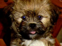 Vrh V, šteniatka Lhasa Apso, Lhasa Apso