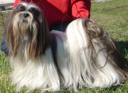 ICH. Semplicemente dell´Alberico, Lhasa Apso