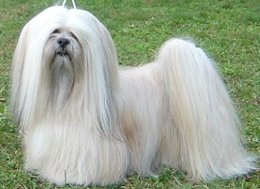 ICH. Ti La Shu O´Ivepet, Lhasa Apso