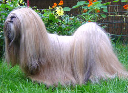 ICH. Clavius Ivepet, Lhasa Apso