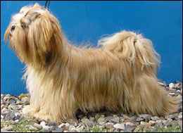 CH. HIGH HOPES Ivepet, Lhasa Apso