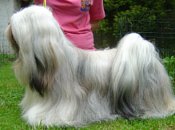 Lucky Girl Stará Bašta, Lhasa Apso