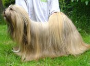 Yangadoo´s Montoya, Lhasa Apso