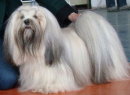 JIM BEAM Ivepet, Lhasa Apso
