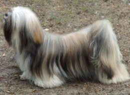 BERRY-BERRY Ivepet, Lhasa Apso