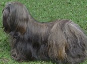 Yangadoo´s Quick Step to Ivepet, Lhasa Apso