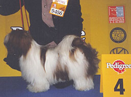 https://www.lhasaapso-ivepet.sk/preview/vyst_03.jpg