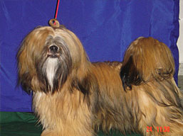 https://www.lhasaapso-ivepet.sk/preview/vyst_05.jpg